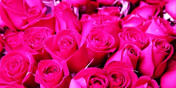 1920x1080 Hot Pink Wallpapers - Top Free Hot Pink Backgrounds - WallpaperAccess