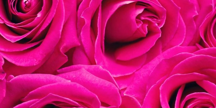 890x1590 Hot Pink Roses - 890x1590 Wallpaper - Ecopetit.cat