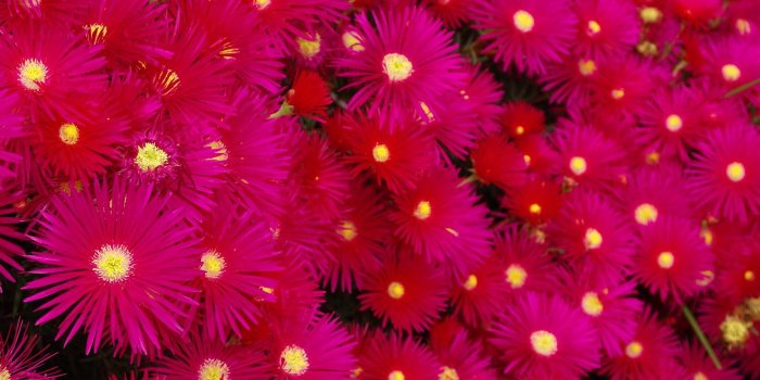 1600x1200 Bright Pink Flowers wallpaper | 1600x1200 | #66316