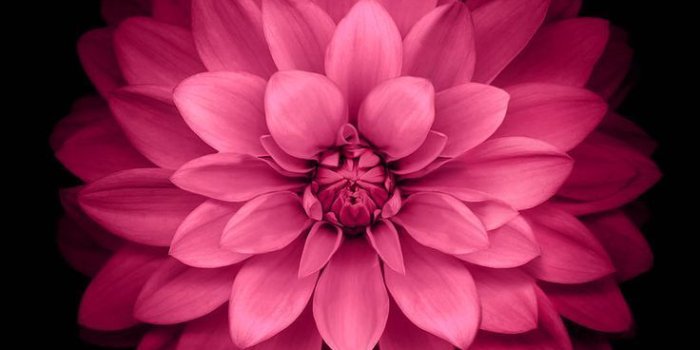 736x1308 Hot pink flower wallpaper - SF Wallpaper
