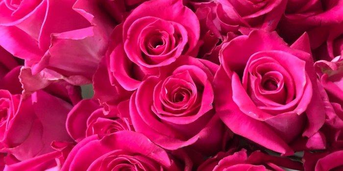 1536x2048 She was chaos and beauty intertwined, a tornado of roses from