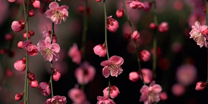 1400x1050 Hot Pink Flower Wallpaper 19 - [1400x1050]