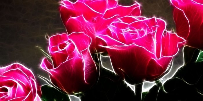 1280x800 45+] Pink and Black Rose Wallpaper on WallpaperSafari