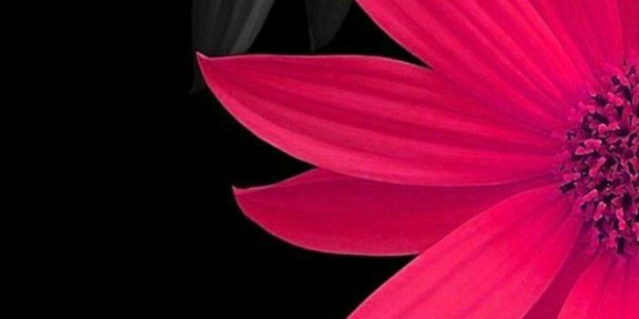 720x1280 Hot Pink Daisy wallpaper by CarlaAltumTimAltum - cc - Free on ZEDGE™