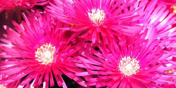 1024x768 Bright Pink Flowers wallpaper | 1024x768 | #66315