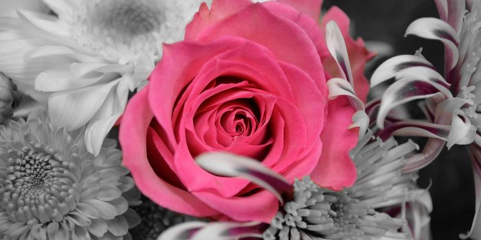 1920x1272 Free download Pink and black flowers 90959 High Quality and