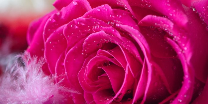 2880x2560 Earth/Rose (2880x2560) Wallpaper ID: 664516