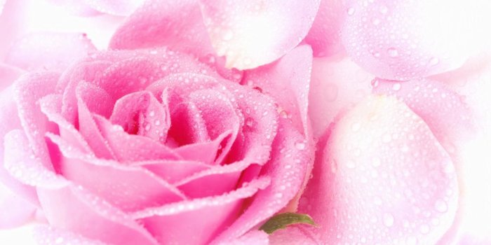 1440x900 Amazing Pink Rose Drop Water Macro Wallpaper High Resolution