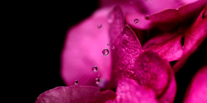 1920x1440 Pink Flower Wallpaper (74+ images)