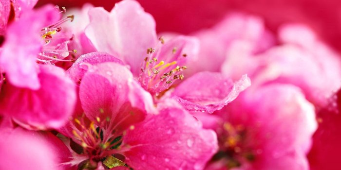 3072x1920 Hot Pink Flower Wallpaper 16 - [3072x1920]