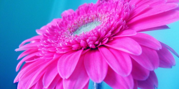 2560x1600 Bright Pink Wallpaper (48+ images)