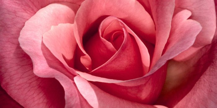 1024x768 Hot Pink Flower Background