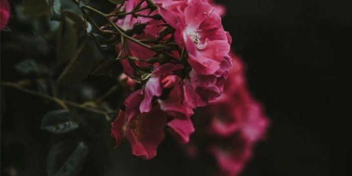 757x1305 Hot pink flowers - Idea Wallpapers , iPhone Wallpapers,Color Schemes