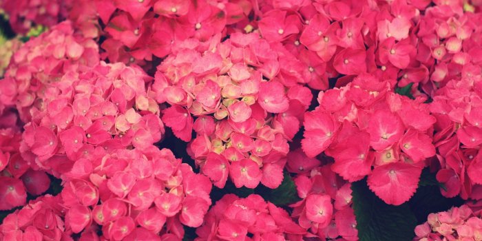 1920x1080 70+] Pink Flower Wallpaper on WallpaperSafari
