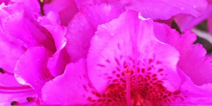 893x1456 Hot Pink Wallpapers