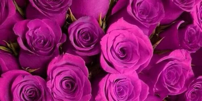 1024x1561 25 The Sweetest Purple Rose Garden Ideas | Flower aesthetic