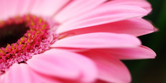 2560x1600 Hot Pink Flower Wallpaper 03 - [2560x1600]
