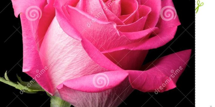 957x1300 Black And Hot Pink Flower Wallpaper | Like Wallpapers