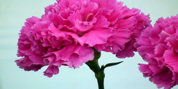1920x1200 Hot Pink Carnation Flower : Wallpapers13.com