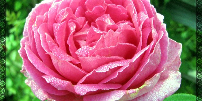 1600x1399 Free download Hot Pink Spring Flowers Pictures 5 HD Wallpapers