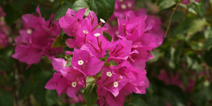 1920x1080 Hot Pink Flowers 27841 1920x1080px