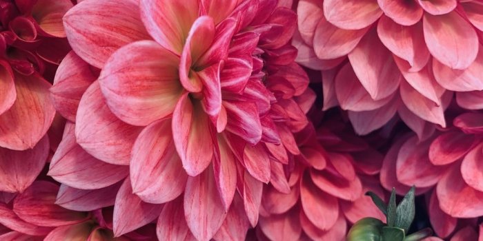 1000x1333 Dahlia Pictures | Download Free Images on Unsplash