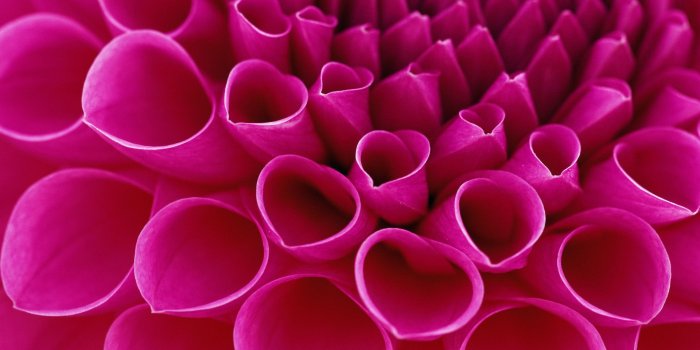 1920x1080 Bright Pink Flowers Pictures 27828 1920x1080px