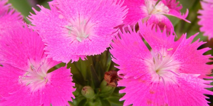 4608x3456 Hot Pink Flowers wallpaper | nature and landscape | Wallpaper Better