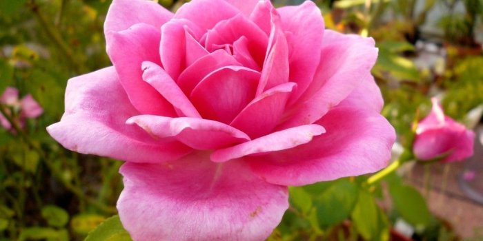 1024x768 Hot Pink Flower Wallpaper 25 - [1024x768]