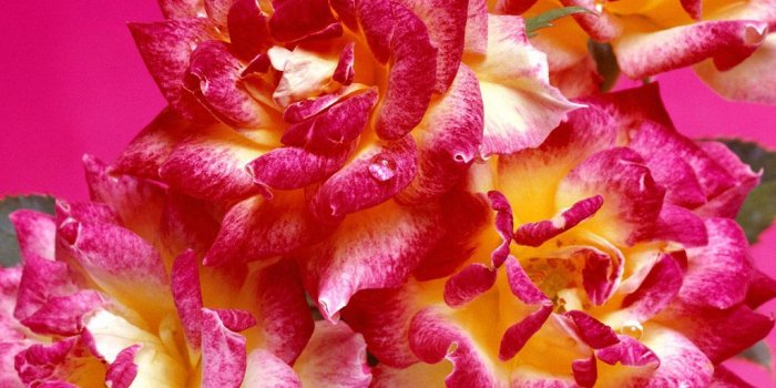 1024x768 Bright Pink Flowers wallpaper | 1024x768 | #66322