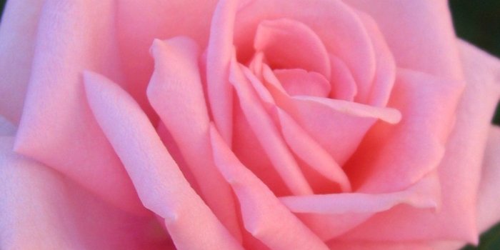 1024x768 Pink Rose. I'll never understand why I love roses so much; they're