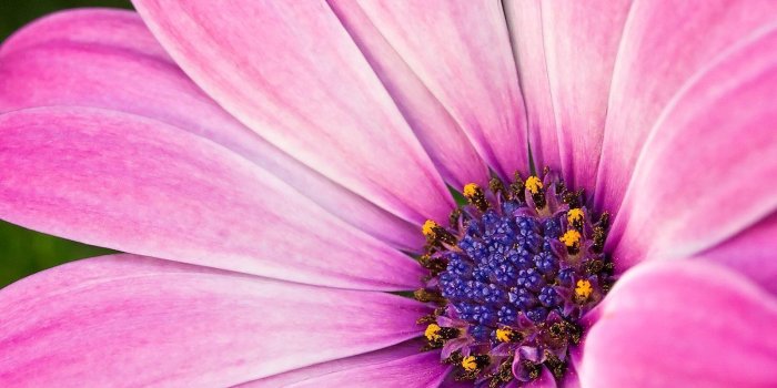 1600x1200 Pink Flower Images Backgrounds