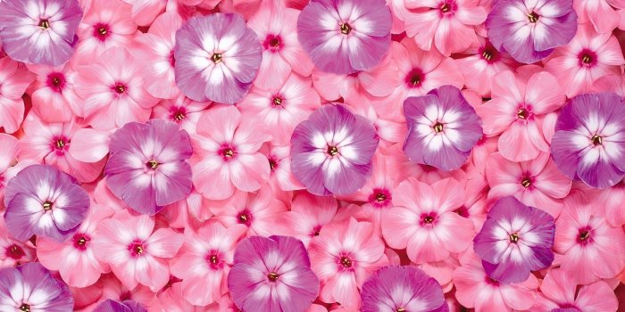 1920x1080 62+ Pink Computer Wallpapers on WallpaperPlay