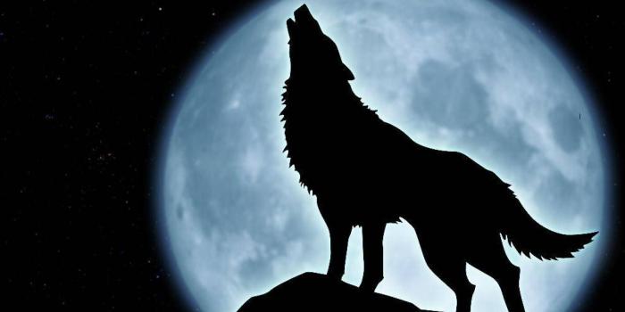 1920x1200 Wolf Howling Wallpaper (67+ images)