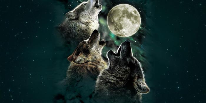 1680x1050 Wolf Howling Wallpaper Hd, Hd Wallpapers & backgrounds Download