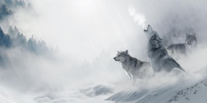 2736x1824 Wolf Howling Ultra HD Desktop Background Wallpaper for 4K UHD TV