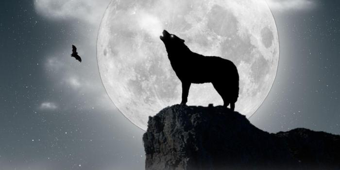 1600x1200 Howling Wolf Wallpapers