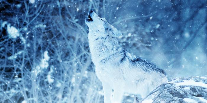 2560x1440 Wallpaper Wolf Howling, Winter, Snowfall, HD, Animals, #7449