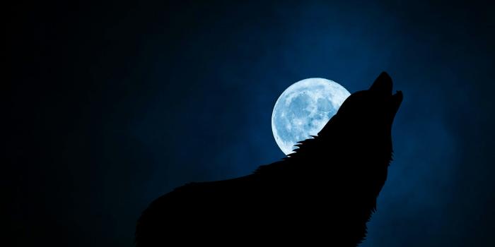 3000x2000 Wolf howling during full moon digital wallpaper HD wallpaper