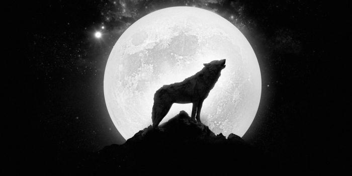 1244x700 WOLF HOWLING - full moon wallpaper | 1920x1080 | 448699 | WallpaperUP