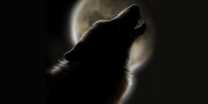 1280x960 Howling Wolf Wallpapers HD