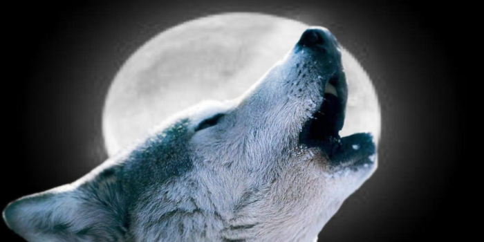 1152x864 Wolf Howling At The Moon Wallpapers Wallpapers Cave Desktop Background