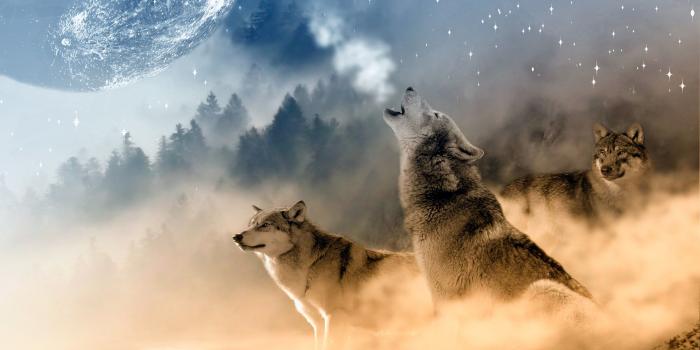 2760x1840 Wolves howling at the moon HD Wallpaper | Background Image