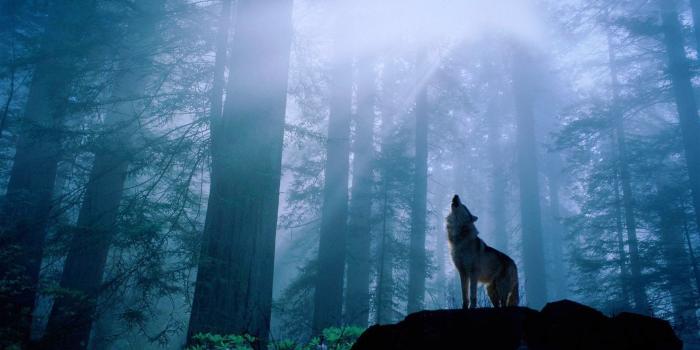 1920x1200 Wallpapers For > White Wolf Howling Wallpaper Desktop (con