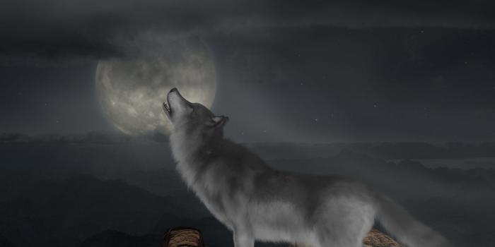 2143x2500 Download wallpaper 2143x2500 wolf, howl, moon, full moon hd background