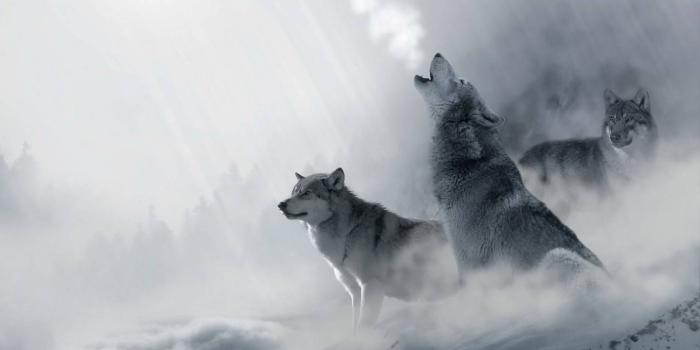 1440x1280 Wolf Howling wallpaper by x_tive - bf - Free on ZEDGE™