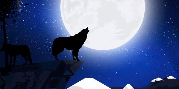 1280x1024 1280x1024 Wolf Howling 1280x1024 Resolution HD 4k Wallpapers