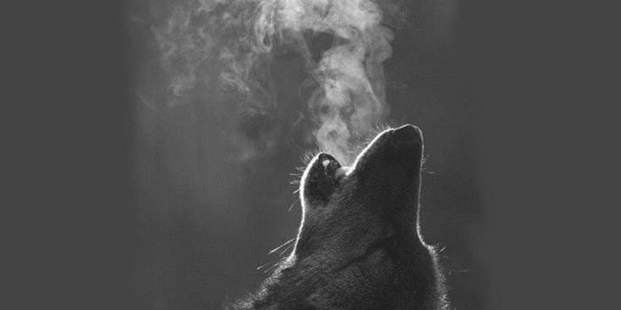 1024x1024 iPad Wallpapers, lock-screens, and Backgrounds — Wolf Howling