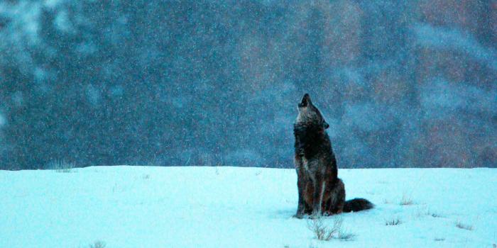 1920x1080 Black Wolf Howling – Bing Wallpaper Download
