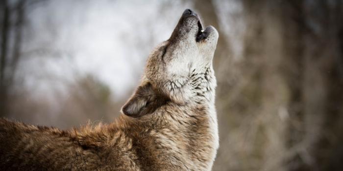 3840x2160 Download wallpaper 3840x2160 wolf, howling, predator, wildlife 4k